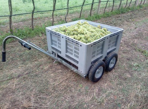 Vino: corriere vinicolo Vino: corriere vinicolo