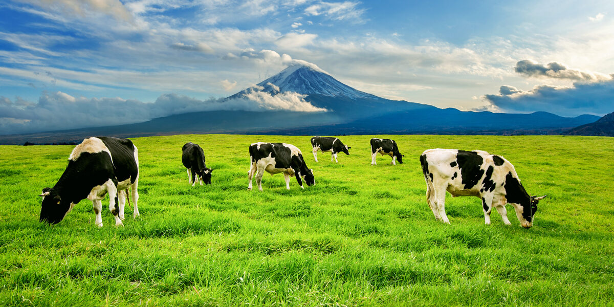 veganismo nella storia veganismo nella storia