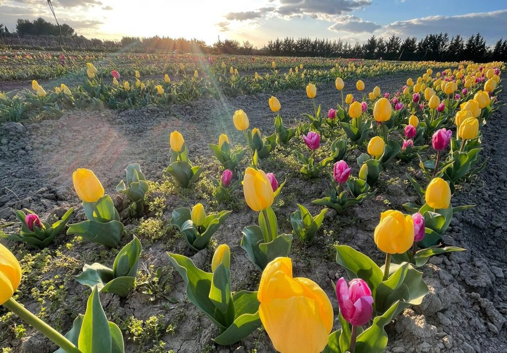 Tulipani di Puglia