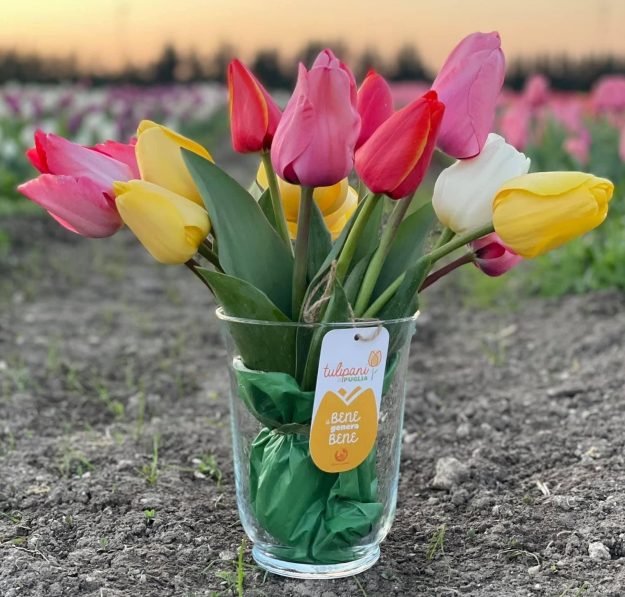 Tulipani per le scuole in puglia