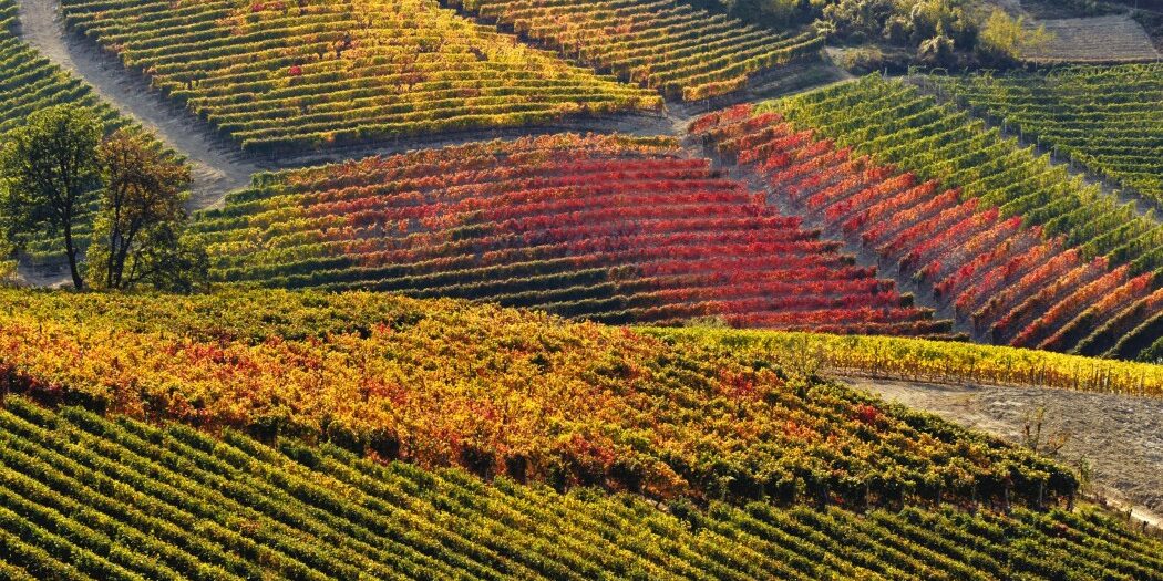 Donne e vino Barolo