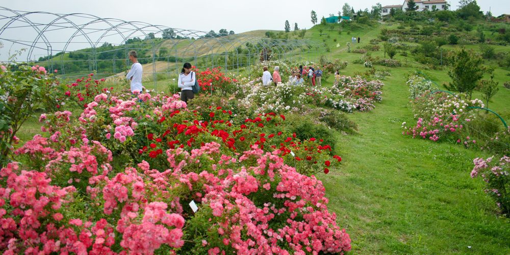 Giardini-di-rose-in-Emilia-Romagna