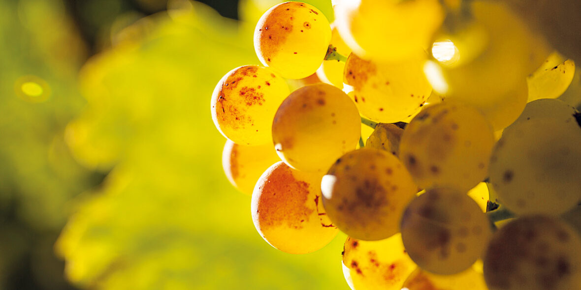 Vitigni della Valle d'Aosta, grappolo di uva a bacca bianca.