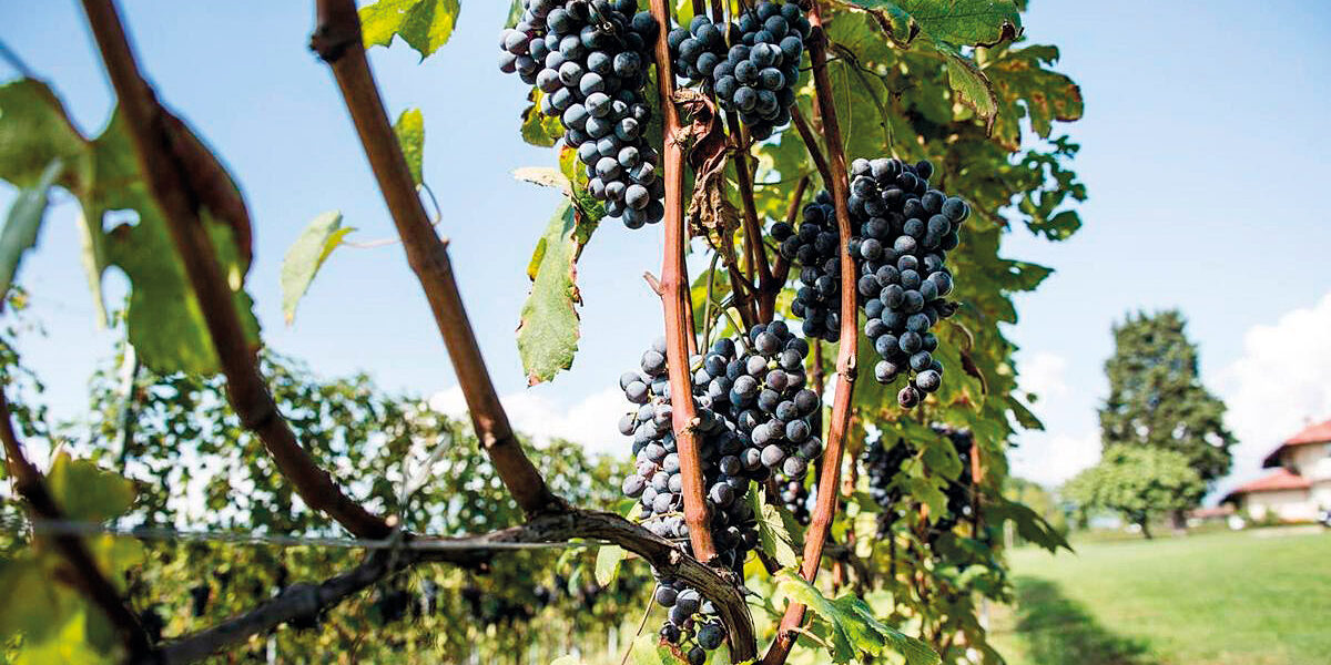 Vitigni Autoctoni Piemonte-P1—Vespolina-grappoli Vitigni Autoctoni Piemonte-P1---Vespolina-grappoli