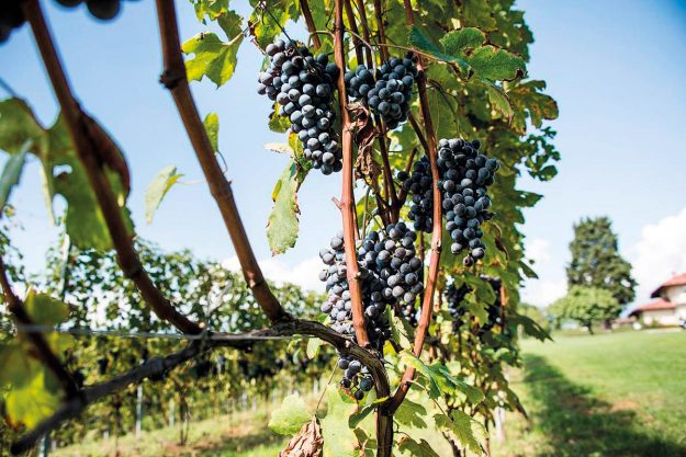 Vitigni Autoctoni Piemonte-P1---Vespolina-grappoli