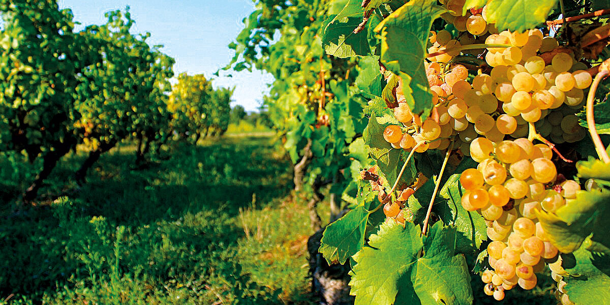 vitigni Autoctoni Liguria-P1---Lumassina-grappolo