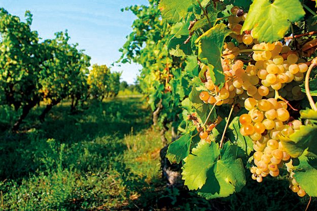 vitigni Autoctoni Liguria-P1---Lumassina-grappolo