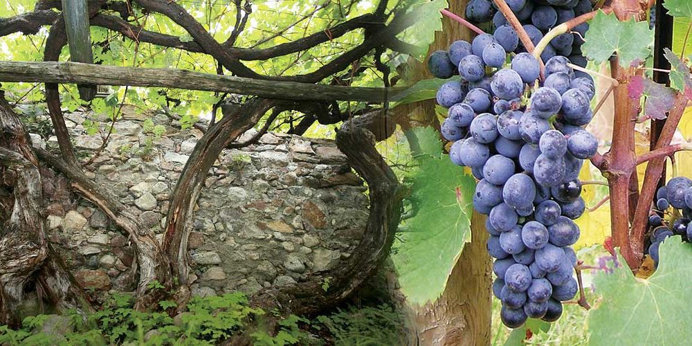 Vitigni autoctoni Trentino Alto-Adige