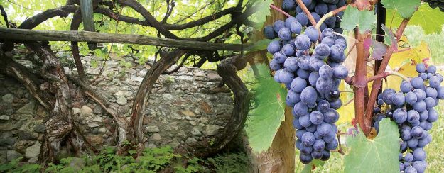 Vitigni autoctoni Trentino Alto-Adige