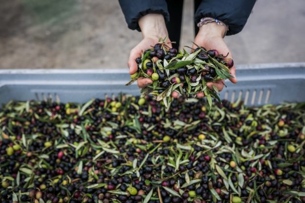 Olive Frantoi Aperti Olive Frantoi Aperti