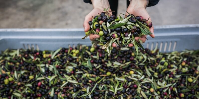 Olive Frantoi Aperti Olive Frantoi Aperti