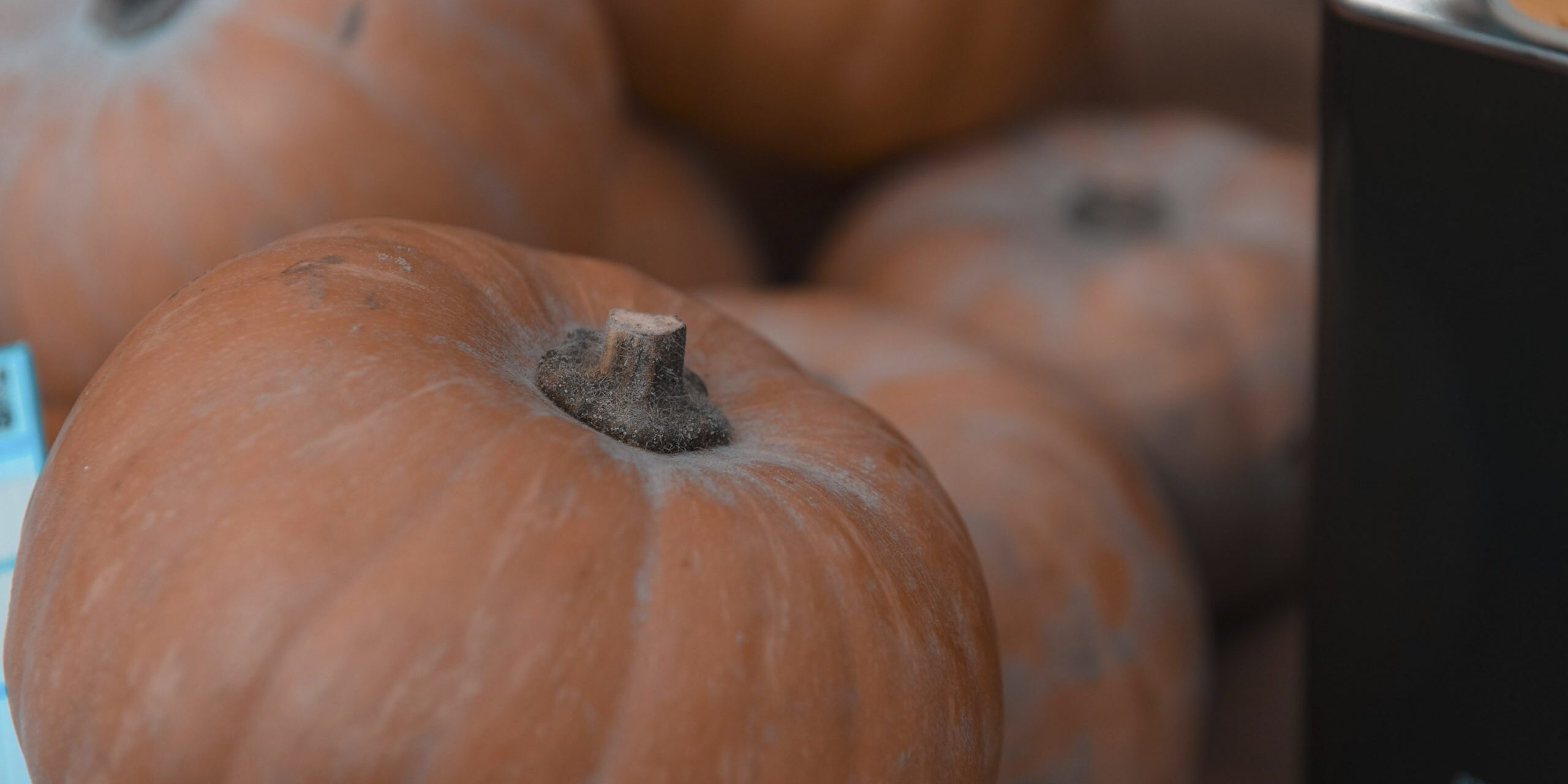 Ferrara Food Festival