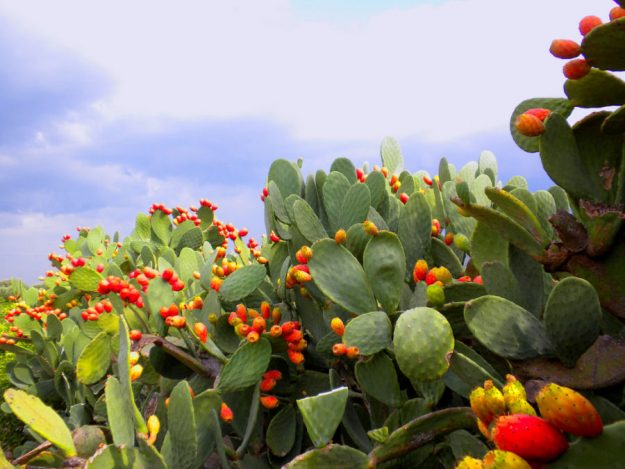 Sagra del Ficodindia dell'Etna DOP