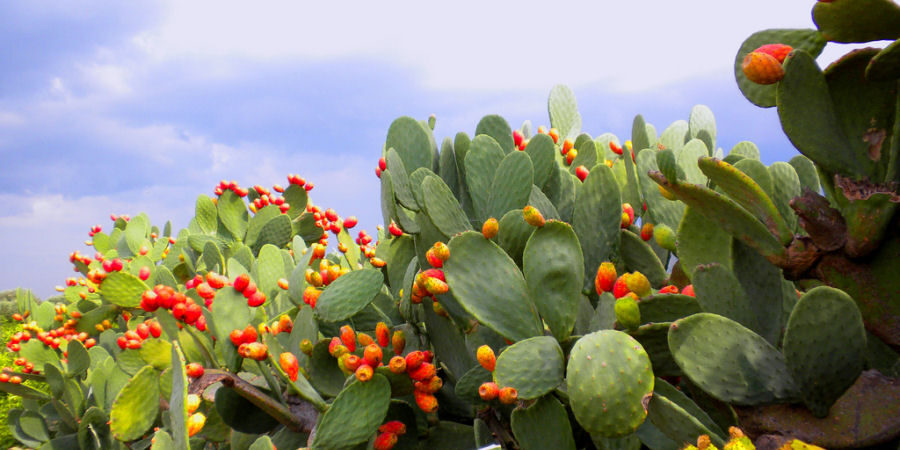 Sagra del Ficodindia dell’Etna DOP Sagra del Ficodindia dell'Etna DOP