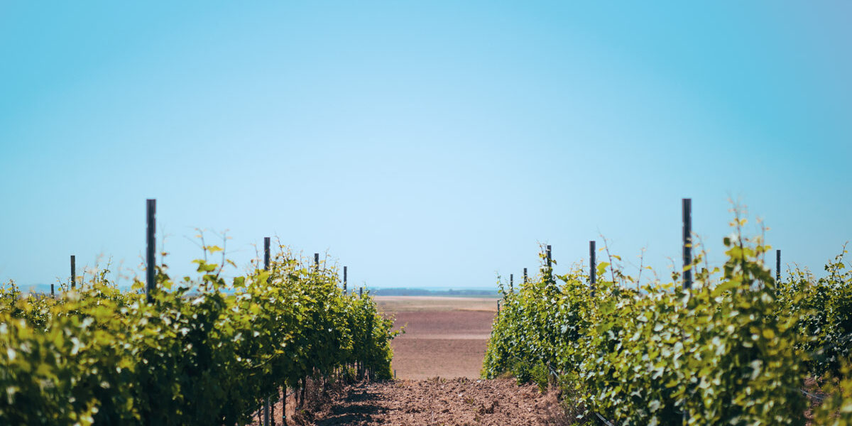 Strada-Verdejo---Verderubí-43211255991