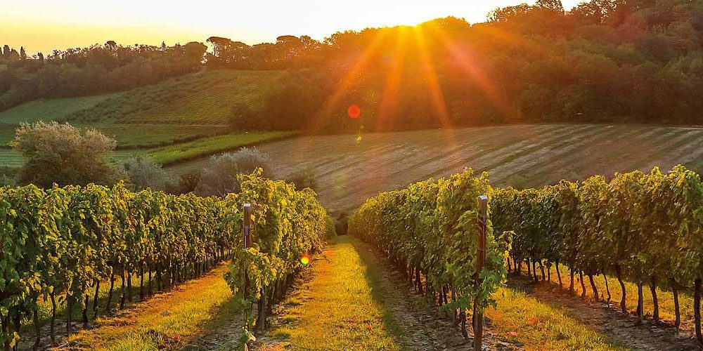 LaMadia-359-Autoctoni-Emilia-Romagna