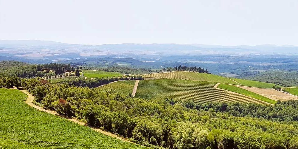 vitigni autoctoni toscana