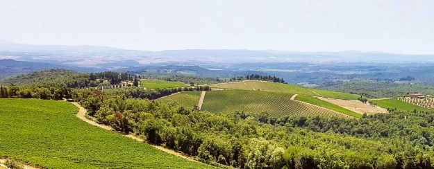 vitigni autoctoni toscana