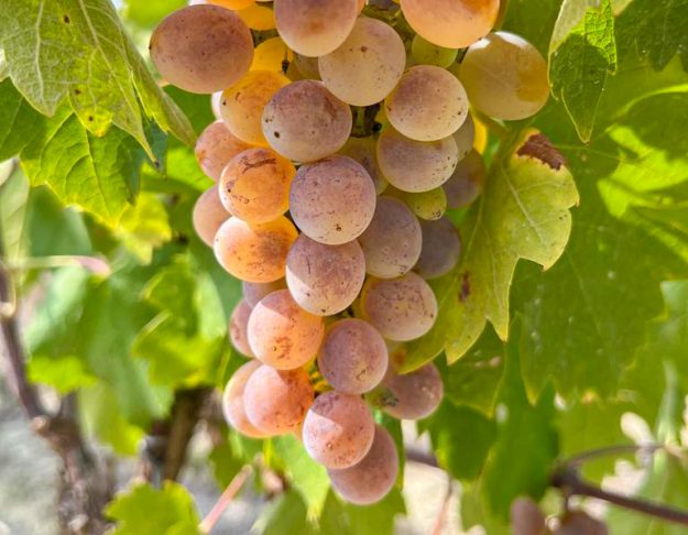 baratuciat-vitigno baratuciat-vitigno