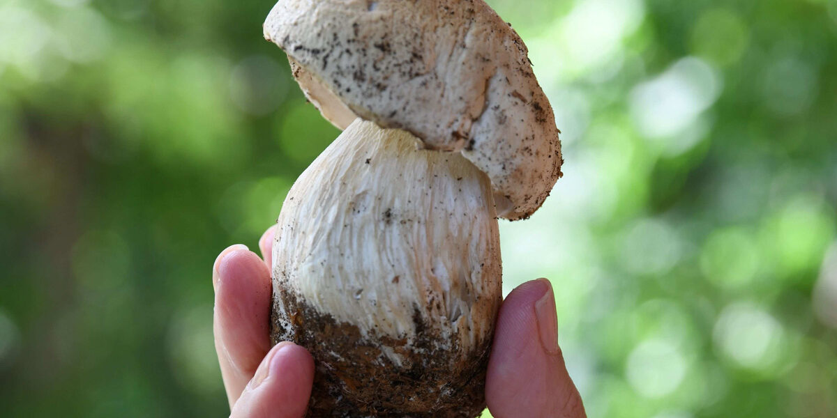 fiera-del-fungo-di-borgotaro