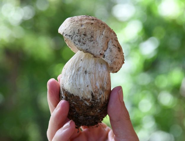 fiera-del-fungo-di-borgotaro