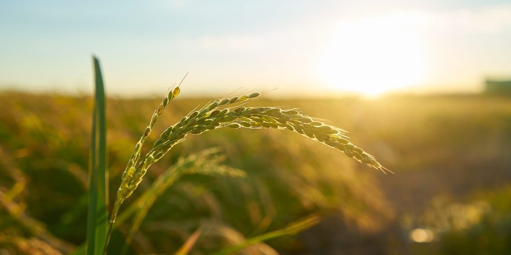 coltivazioni biologico