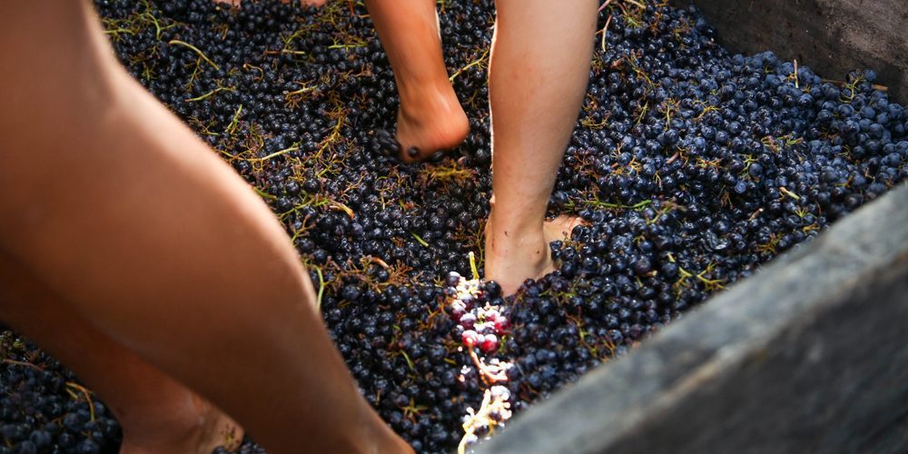 Festa della Vendemmia #landoflove