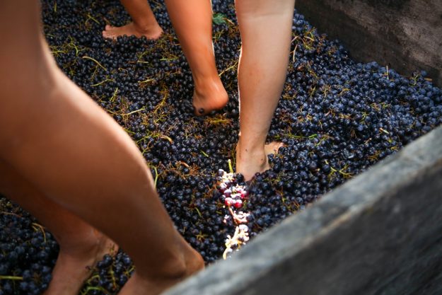 Festa della Vendemmia #landoflove