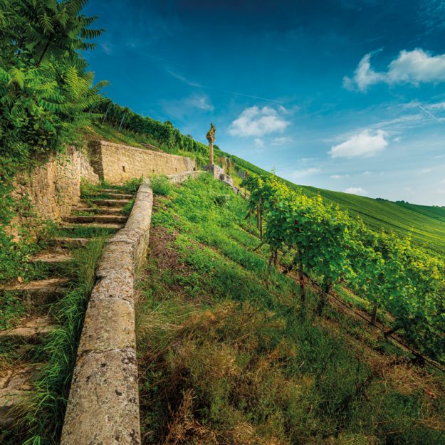 vitigni autoctoni campania