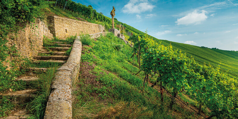 autoctoni-campania vitigni autoctoni campania