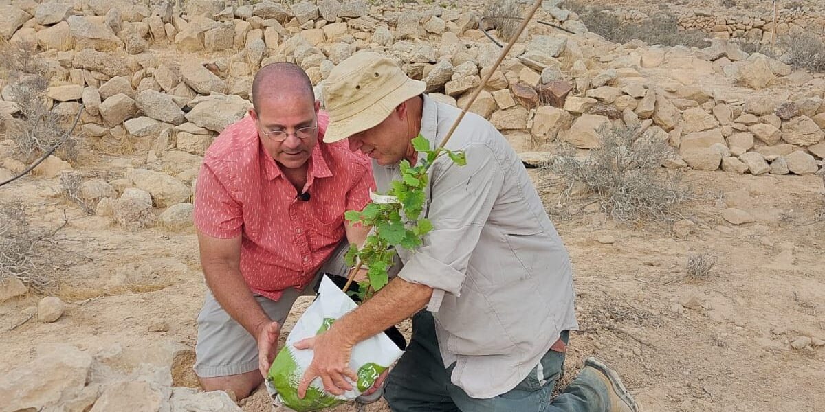 Uve rinate nel deserto