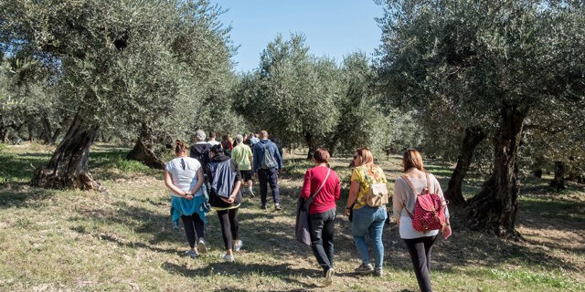 Camminata tra gli olivi