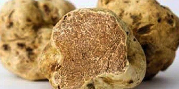 Tartufo bianco Tartufo bianco