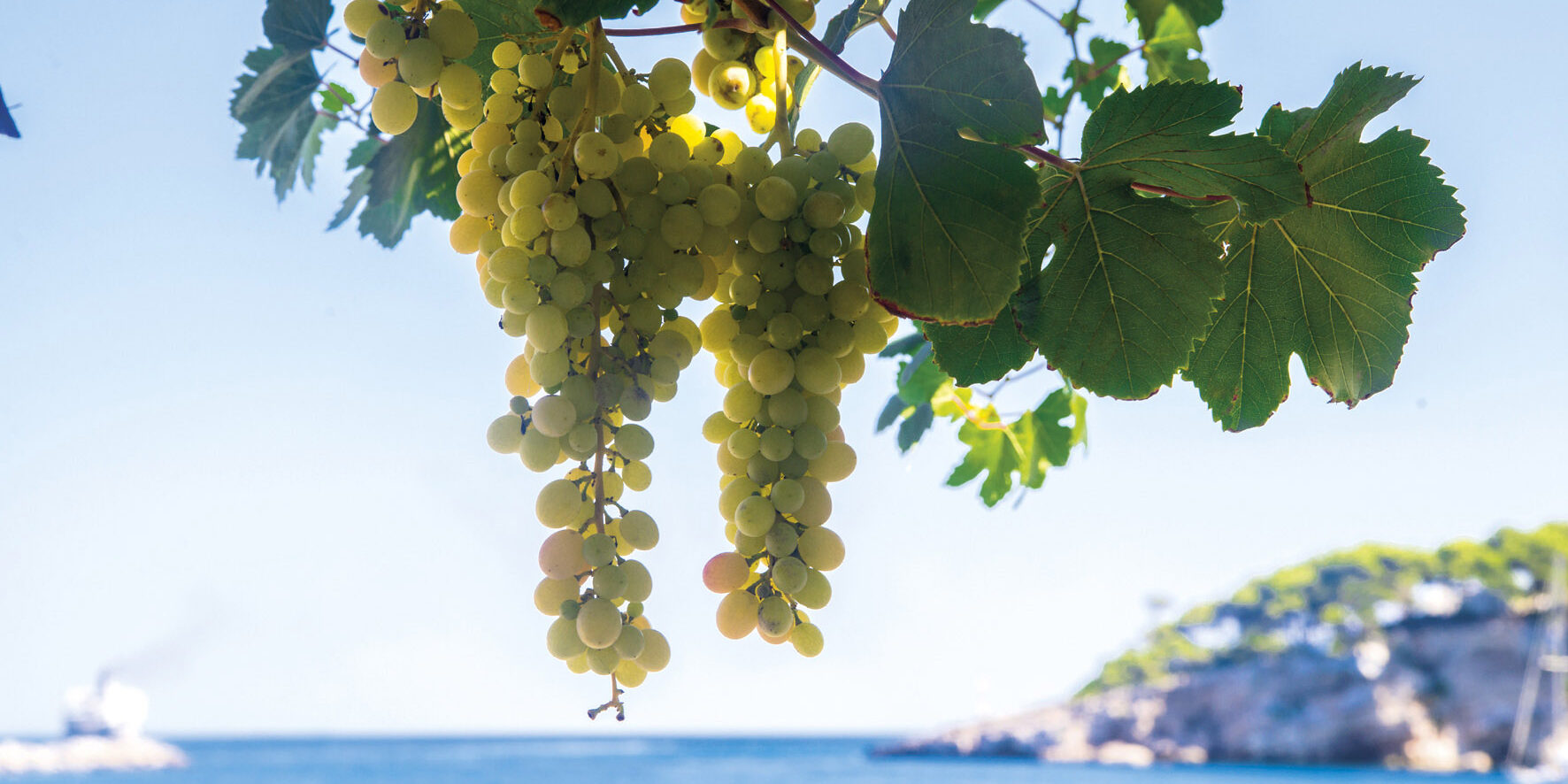 vitigni autoctoni campania