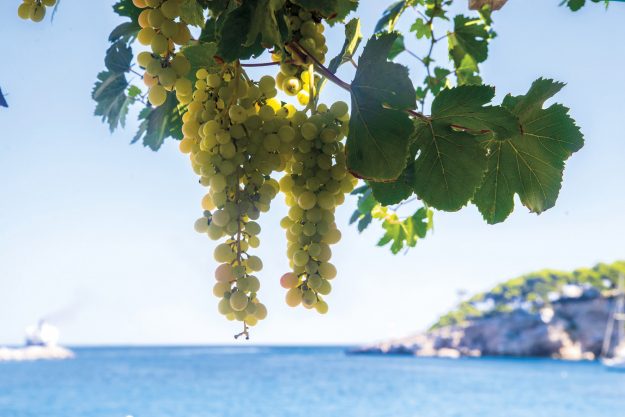 vitigni autoctoni campania