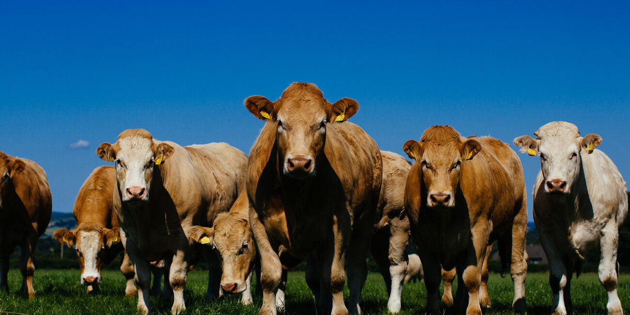 irish grass fed beef