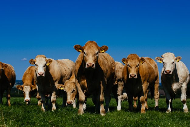 irish grass fed beef irish grass fed beef