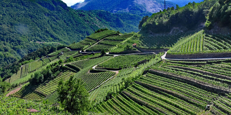 Valle-di-Cembra Müller Thurgau