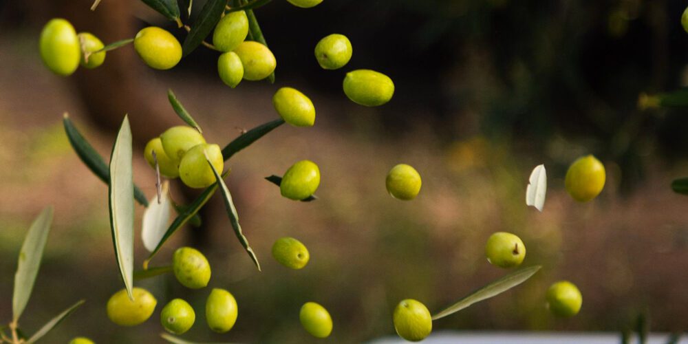 QOCO—Andria-1 Torna Qoco