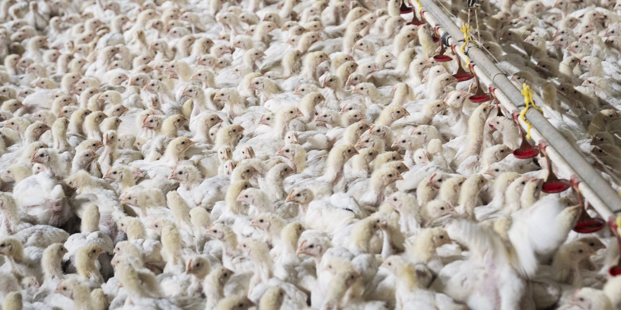 Benessere dei polli nelle catene di ristoranti e fast food: Italia al penultimo posto nella classifica europea, fa peggio solo la Romania Benessere dei polli nelle catene di ristoranti e fast food: Italia al penultimo posto nella classifica europea, fa peggio solo la Romania