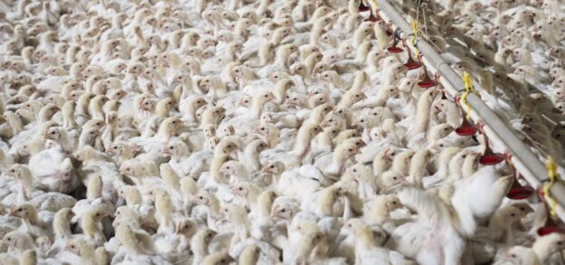 Benessere dei polli nelle catene di ristoranti e fast food: Italia al penultimo posto nella classifica europea, fa peggio solo la Romania Benessere dei polli nelle catene di ristoranti e fast food: Italia al penultimo posto nella classifica europea, fa peggio solo la Romania