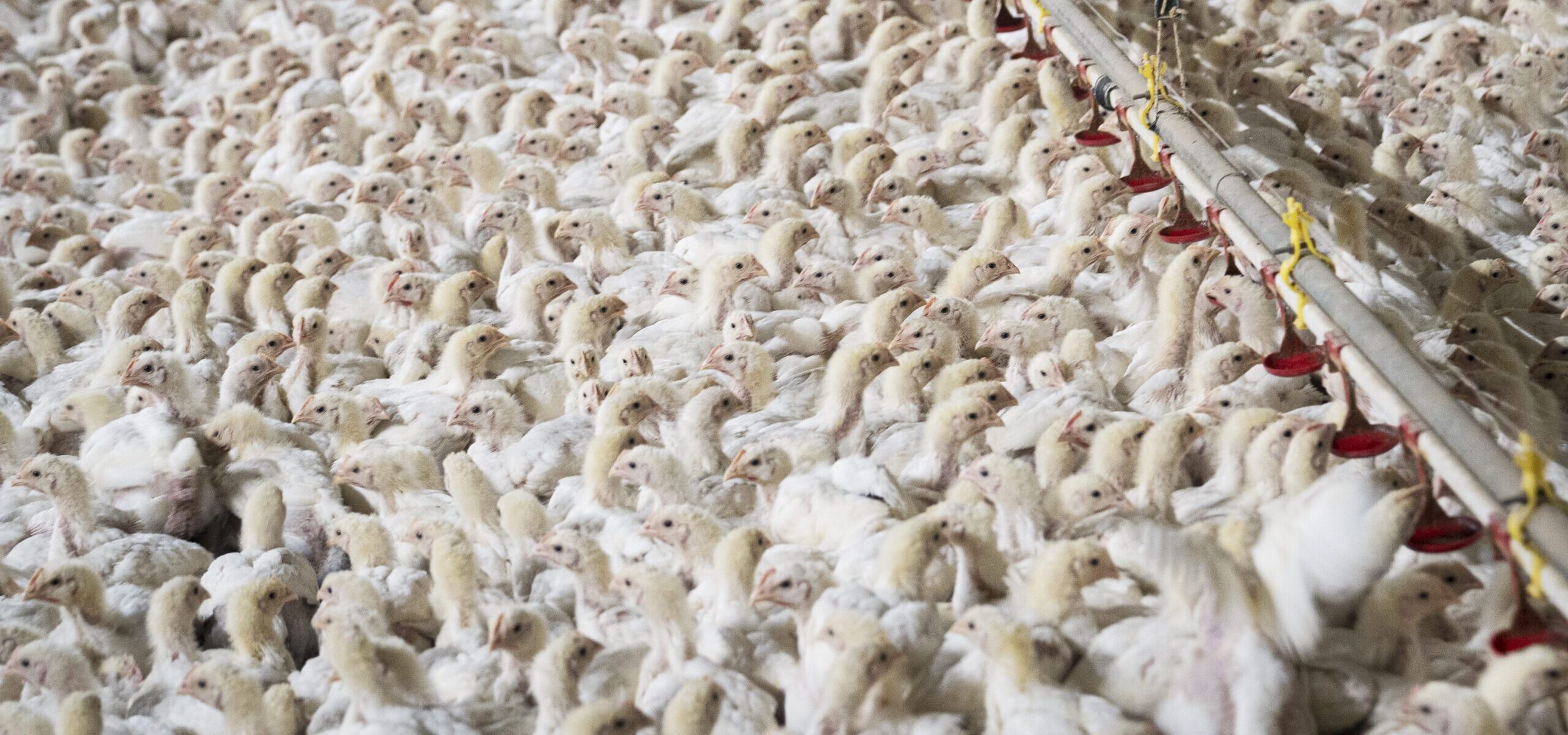 Benessere dei polli nelle catene di ristoranti e fast food: Italia al penultimo posto nella classifica europea, fa peggio solo la Romania