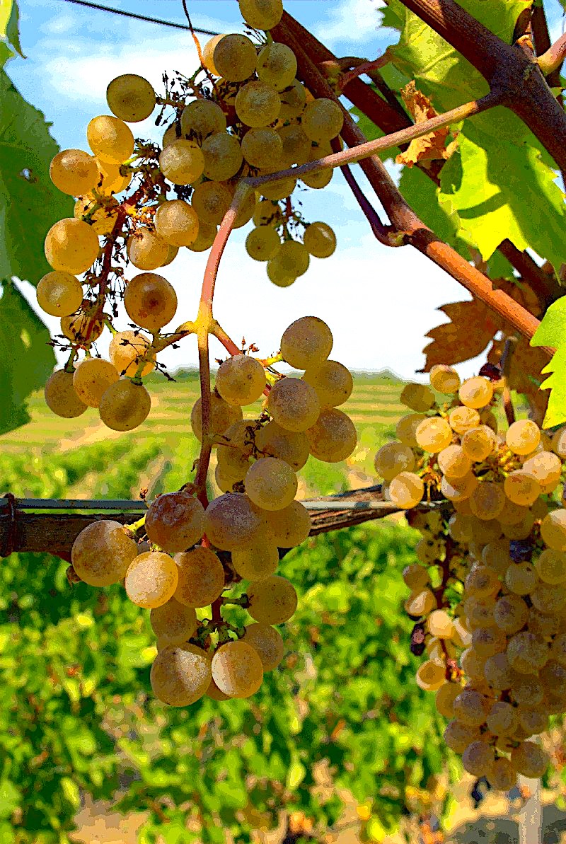 grappoli di Picolit, tipicamente spargoli, in appassimento in piante
