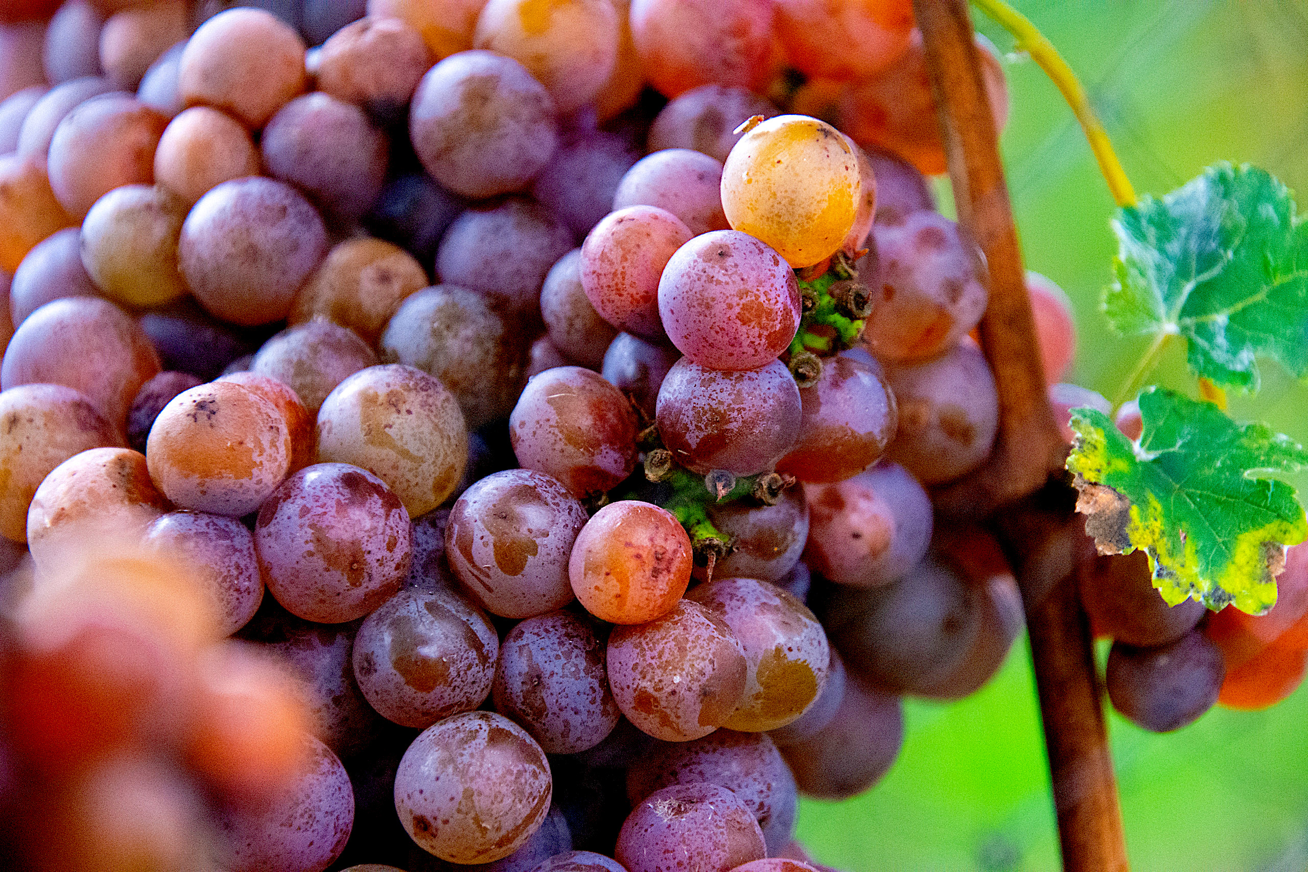 grappoli di Traminer, tipicamente carichi di colore a piena maturazione