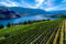 Terroir - patria-dei-Chiaretti,-la-viticoltura-sul-Lago-di-Garda-gode-di-un-microclima-di-natura-mediterraneai---foto-n.-7