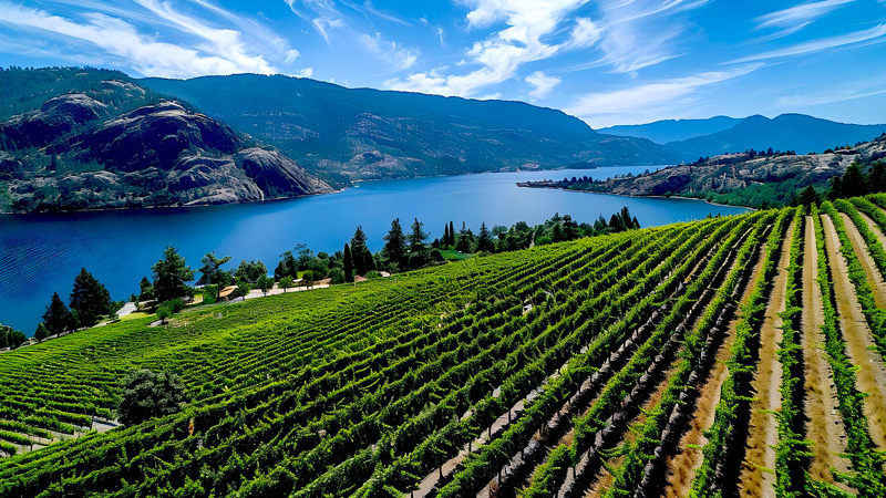 Terroir - patria-dei-Chiaretti,-la-viticoltura-sul-Lago-di-Garda-gode-di-un-microclima-di-natura-mediterraneai---foto-n.-7
