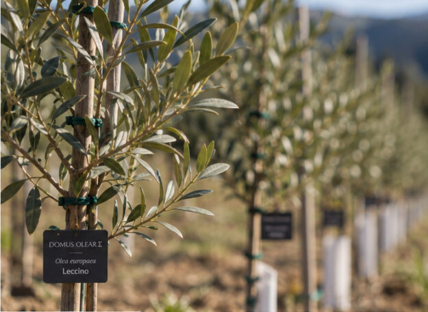 DomusOleare (2) L’Umbria custode del patrimonio genetico mondiale dell'olivo