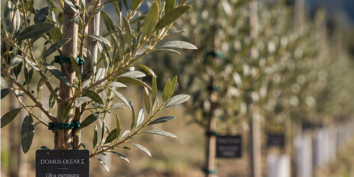 L’Umbria custode del patrimonio genetico mondiale dell'olivo